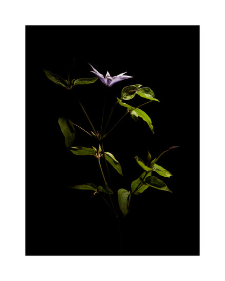 Detailed image of a plant with green leaves and a purple flower.