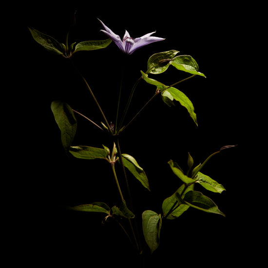 Detailed image of a plant with green leaves and a purple flower.