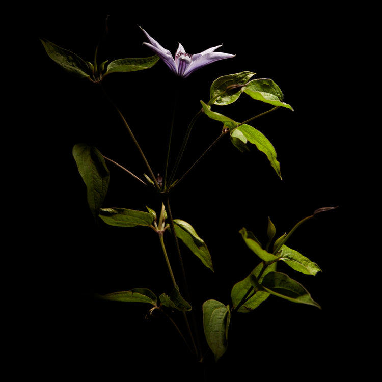 Detailed image of a plant with green leaves and a purple flower.