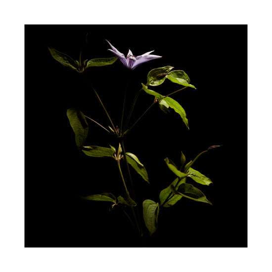Detailed image of a plant with green leaves and a purple flower.