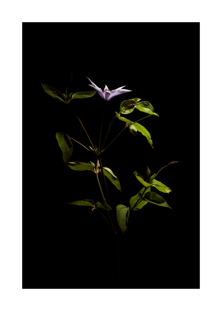 Detailed image of a plant with green leaves and a purple flower.