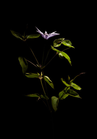Detailed image of a plant with green leaves and a purple flower.