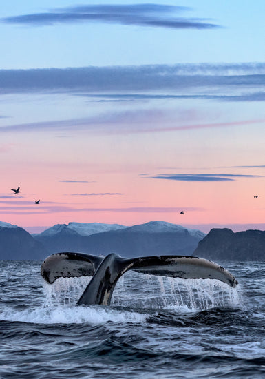 A whale tale protruding from the water’s surface in a beautiful sunset landscape.