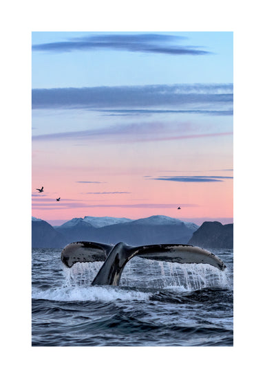A whale tale protruding from the water’s surface in a beautiful sunset landscape.