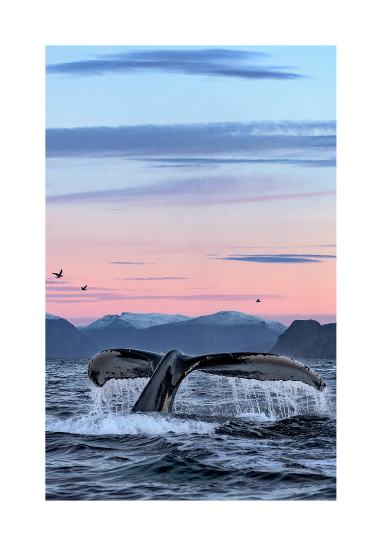 A whale tale protruding from the water’s surface in a beautiful sunset landscape.