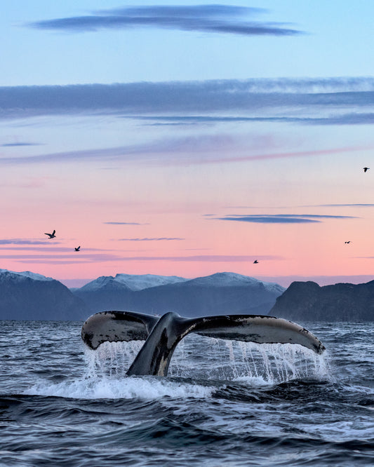 A whale tale protruding from the water’s surface in a beautiful sunset landscape.