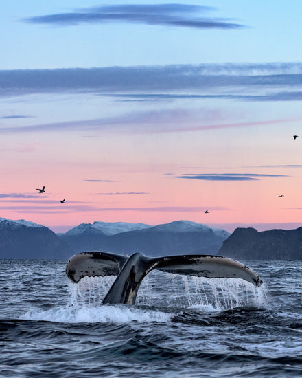 A whale tale protruding from the water’s surface in a beautiful sunset landscape.
