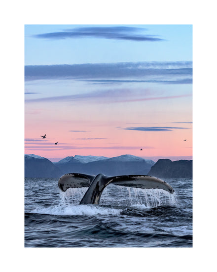A whale tale protruding from the water’s surface in a beautiful sunset landscape.
