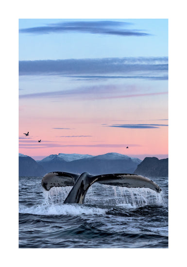 A whale tale protruding from the water’s surface in a beautiful sunset landscape.