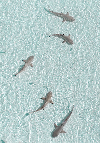 Grey reef sharks swimming in a shallow light blue ocean.