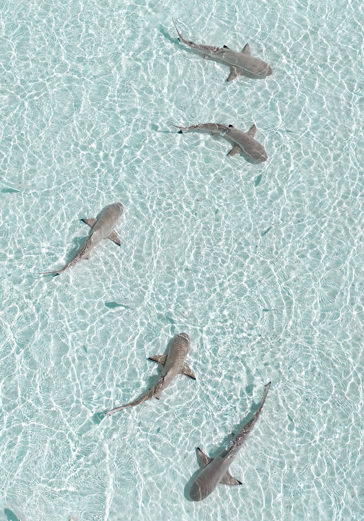 Grey reef sharks swimming in a shallow light blue ocean.