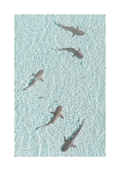 Grey reef sharks swimming in a shallow light blue ocean.