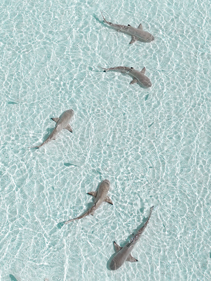 Grey reef sharks swimming in a shallow light blue ocean.