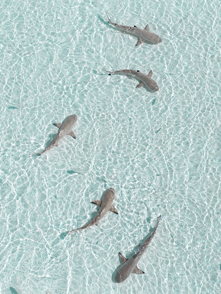 Grey reef sharks swimming in a shallow light blue ocean.
