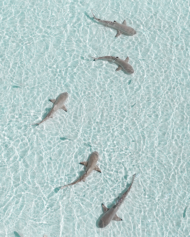 Grey reef sharks swimming in a shallow light blue ocean.