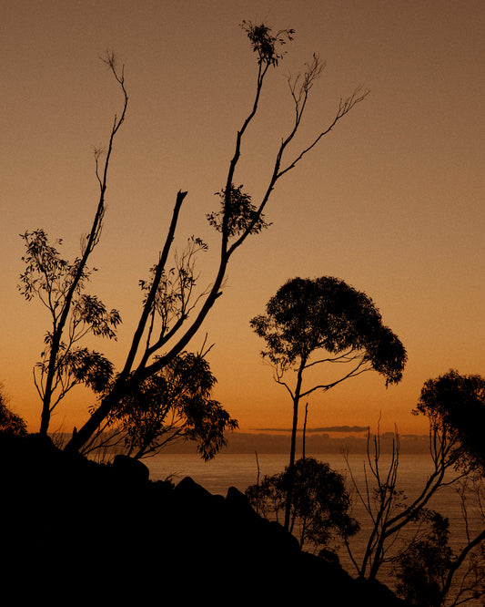 Sunset or sunrise beyond a cliff with black trees silhouetted against the sky.