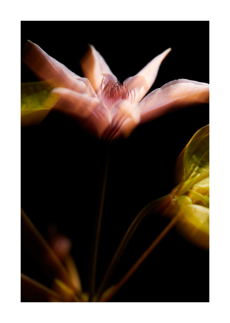 Blurry outlines of a pink flower with green leaves.