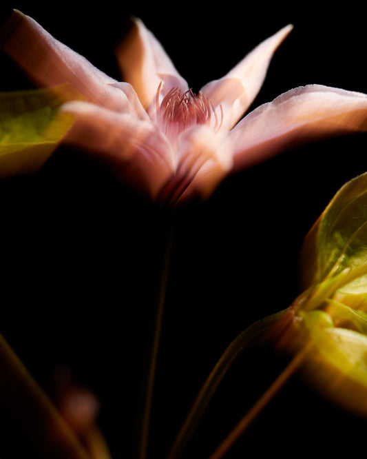 Blurry outlines of a pink flower with green leaves.