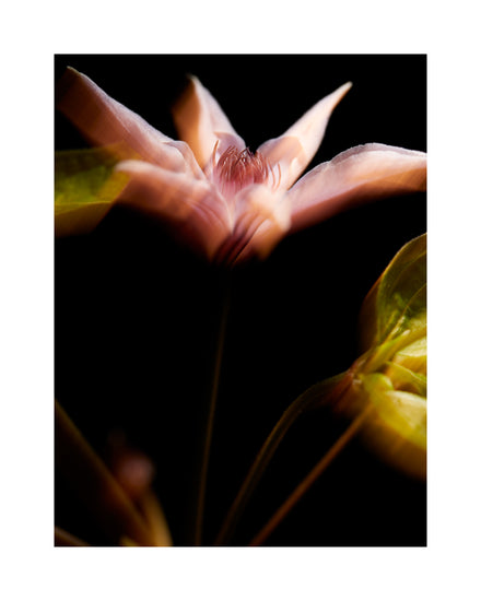 Blurry outlines of a pink flower with green leaves.