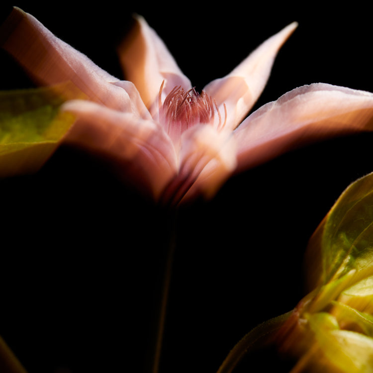 Blurry outlines of a pink flower with green leaves.