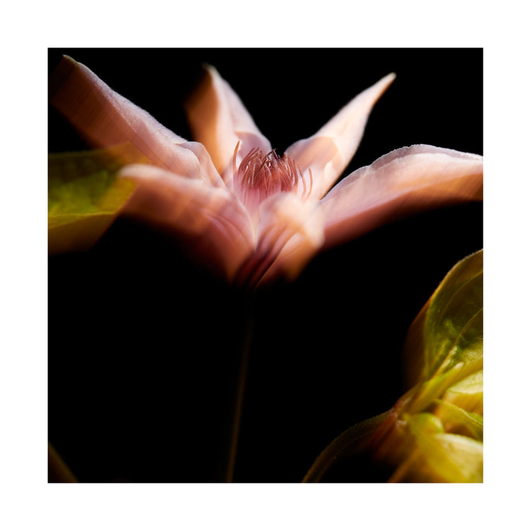 Blurry outlines of a pink flower with green leaves.