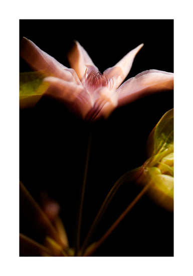 Blurry outlines of a pink flower with green leaves.
