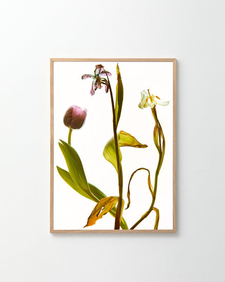 The Generations Poster displays three wilting flowers in pink and white shades against a plain white background, capturing varying stages of decay in a delicate and artistic arrangement.