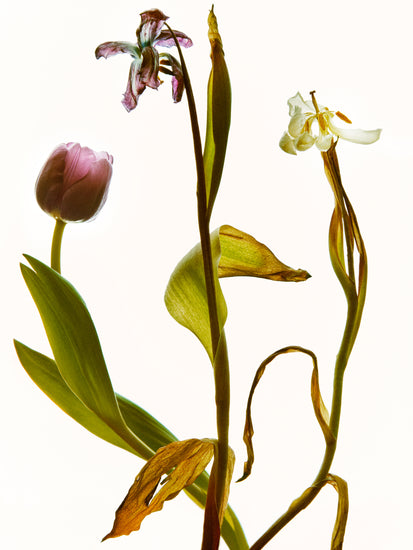 Three tulips in line going from full bloom to withered to completely dry.