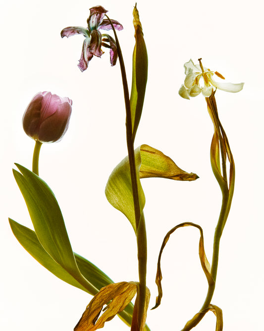 Three tulips in line going from full bloom to withered to completely dry.