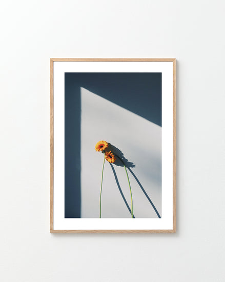 Two yellow and orange flowers with long stems resting against a white wall.