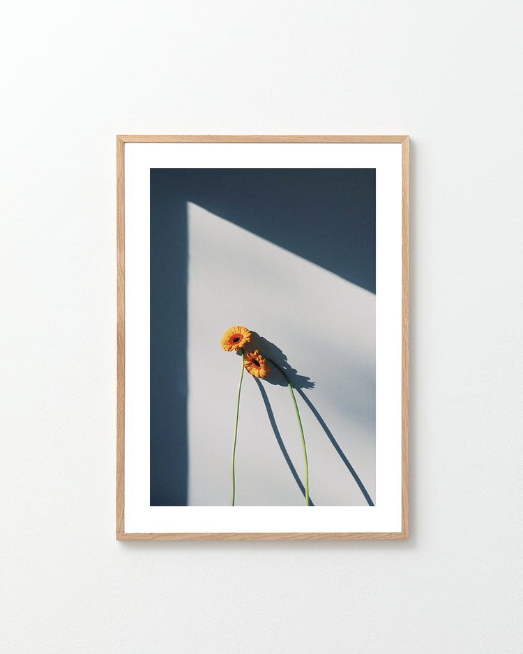 Two yellow and orange flowers with long stems resting against a white wall.