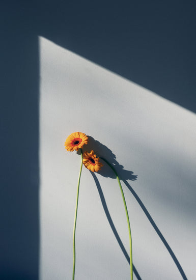 Two yellow and orange flowers with long stems resting against a white wall.