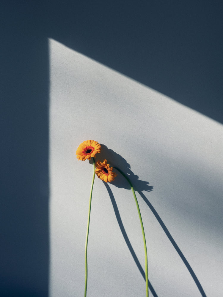 Two yellow and orange flowers with long stems resting against a white wall.