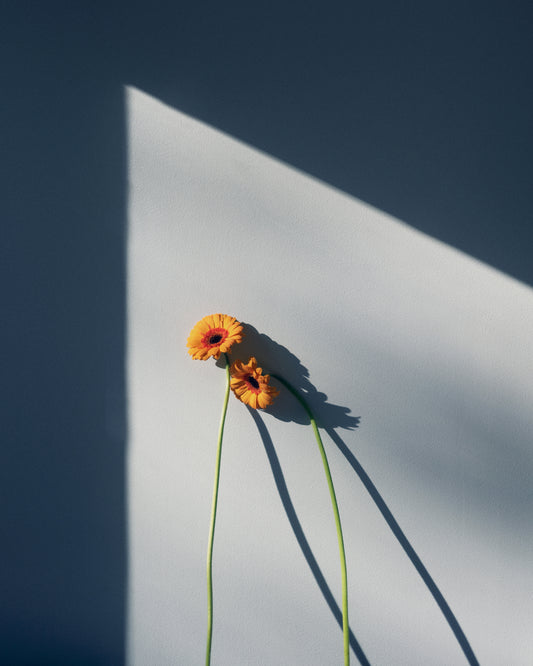 Two yellow and orange flowers with long stems resting against a white wall.