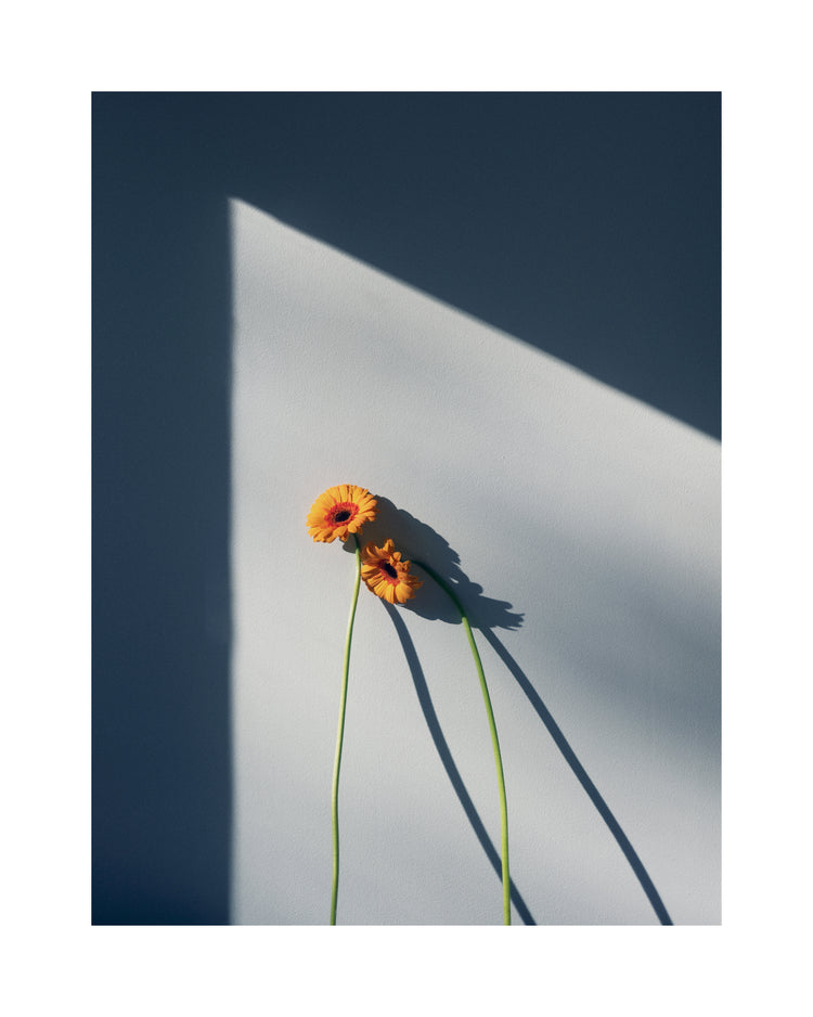 Two yellow and orange flowers with long stems resting against a white wall.