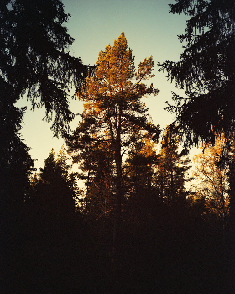 Sunrise shining its first rays of light on to the tree crowns in a forest.