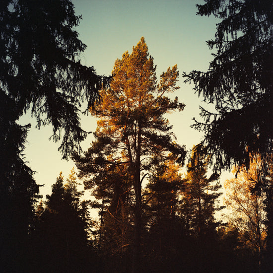 Sunrise shining its first rays of light on to the tree crowns in a forest.