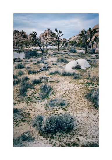 White desert landscape with trees and rocks framed in a black square