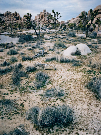 White desert landscape with trees and rocks framed in a black square