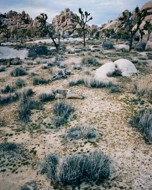White desert landscape with trees and rocks framed in a black square