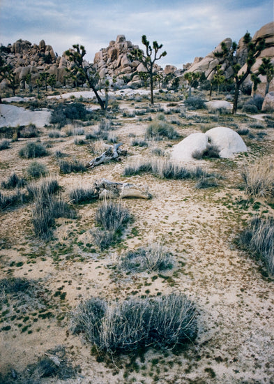 White desert landscape with trees and rocks framed in a black square