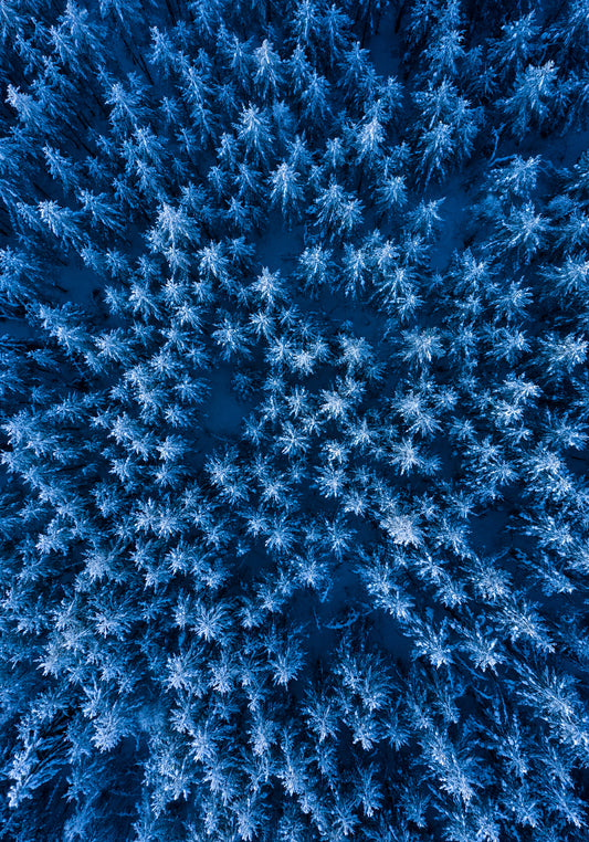Pine trees captured from above looking like a billion stars.