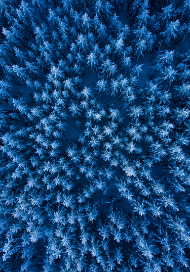 Pine trees captured from above looking like a billion stars.
