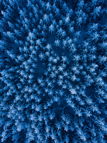 Pine trees captured from above looking like a billion stars.