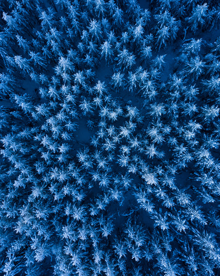 Pine trees captured from above looking like a billion stars.