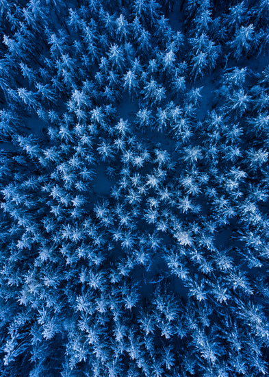 Pine trees captured from above looking like a billion stars.