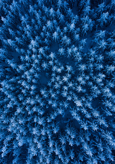 Pine trees captured from above looking like a billion stars.