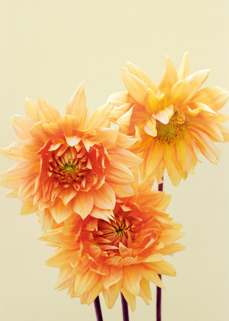 Sunshine Poster