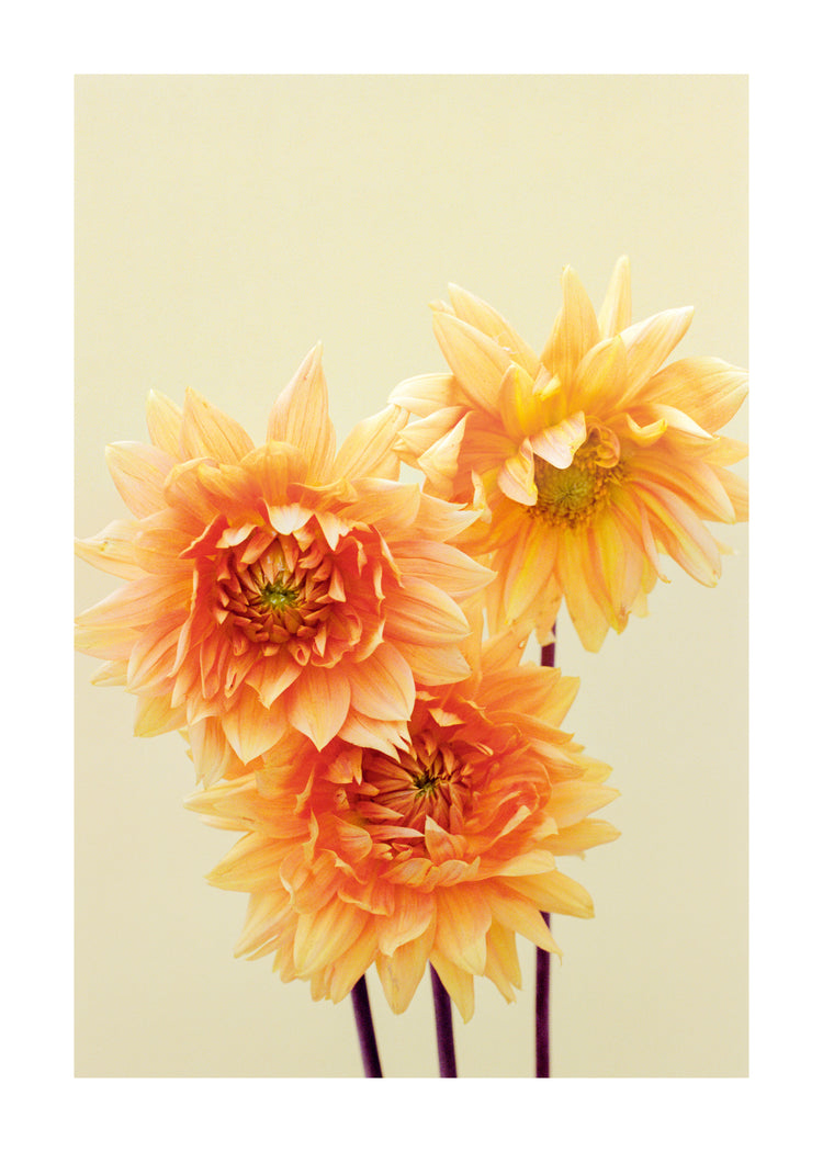 Sunshine Poster