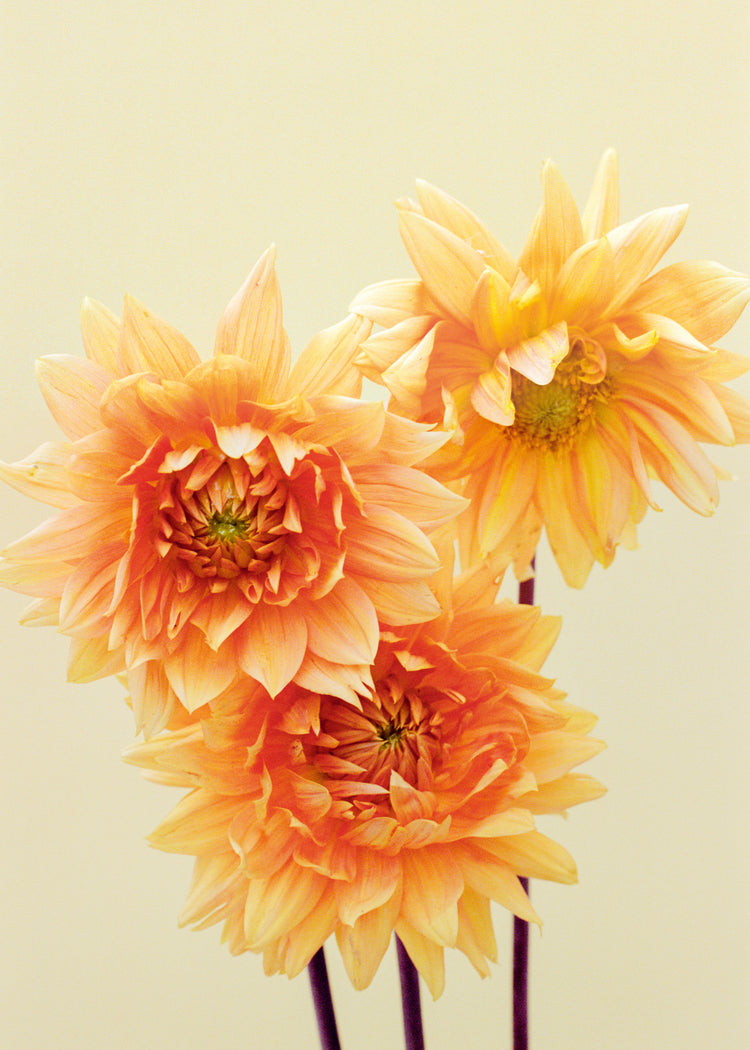 Sunshine Poster